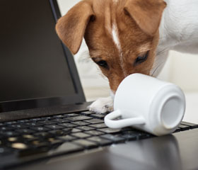 Perro oliendo una taza tirada encima de un ordenador